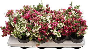 Pernettya Rose (Gaultheria) – 10.5cm Pot