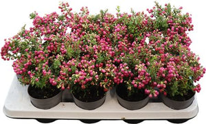 Pernettya Rose (Gaultheria) – 10.5cm Pot
