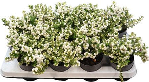 Pernettya White Gaultheria – 10.5cm Pot