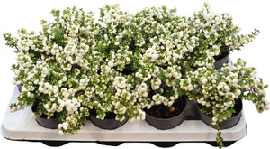 Pernettya White Gaultheria – 10.5cm Pot