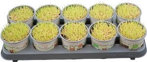 Cat Grass – 12cm Pot