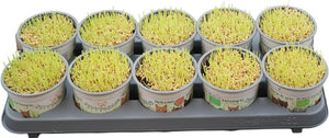 Cat Grass – 12cm Pot