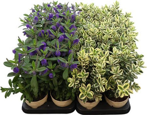 Queen Hebe Mix – 12cm Pot