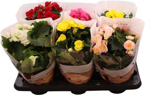 Mixed Double-Flowered Begonia – 14cm Pot