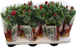 Red Rosa Amorosa Rose – 10.5cm Pot