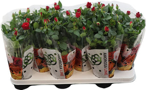 Red Rosa Amorosa Rose – 10.5cm Pot