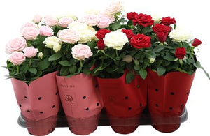 Romantique Rose Duo – 14cm Pot, 32cm High