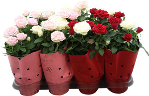 Romantique Rose Duo – 14cm Pot, 32cm High