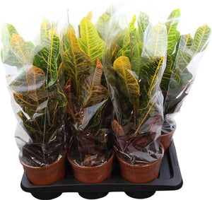 Codiaeum Excellent Croton – 17cm Pot, 60cm High