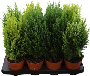 Mixed Outdoor Conifer – 13cm Pot, Approx. 45cm High