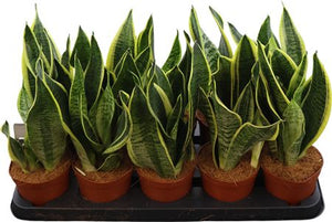 Sansevieria Futura Superba – 12cm Pot