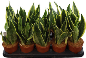 Sansevieria Futura Superba – 12cm Pot