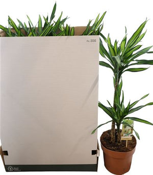 Dracaena Riki – 21cm Pot, Approx. 70cm Height