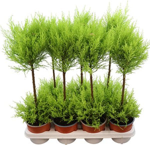 Goldcrest Monterey Cypress (Cupressus macrocarpa) – 14cm Pot
