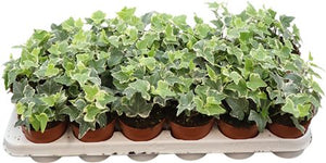 Variegated English Ivy (Hedera helix) – 9cm Pot