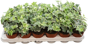 Variegated English Ivy (Hedera helix) – 9cm Pot