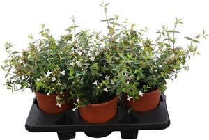 Abelia Grandiflora – 19cm Pot, Approx. 40cm High