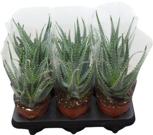 Aloe arborescens – 12cm Pot, Approx. 30cm High