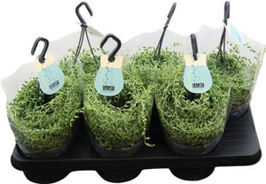 String of Pearls (Senecio herreianus) – 14cm Pot