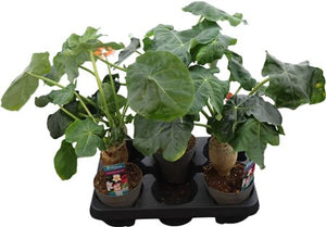 Jatropha Pod Plant – 13cm Pot, 40cm Height