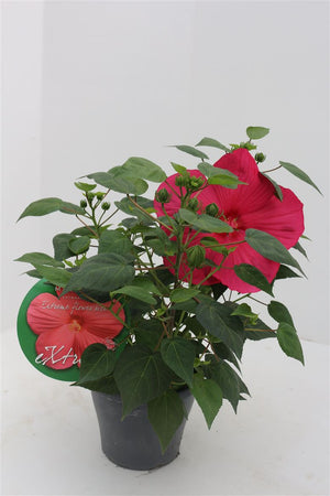 Hibiscus Rosa-sinensis ‘Magenta’ – 23cm Pot, 100cm Tall