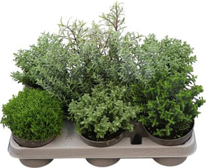 Mixed Hebe Garden Plant – 11cm Pot