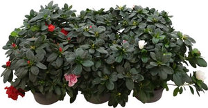 Mixed Azalea (Rhododendron simsii) – 14cm Pot