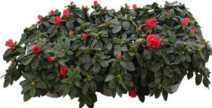Rhododendron 'Hellmut Vog' – 13cm Pot