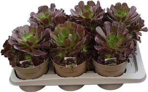 Aeonium arboreum Succulent – 17cm Pot, 38cm High