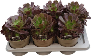 Aeonium arboreum Succulent – 17cm Pot, 38cm High