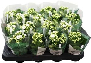 White Double Kalanchoe – 7cm Pot