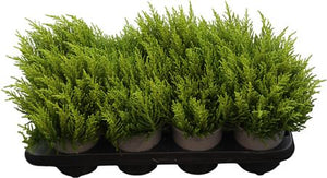 Hebe ‘James Stirling’ – 13cm Pot
