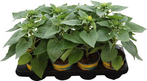 Helianthus ‘Sunsation’ Sunflower – 13cm Pot