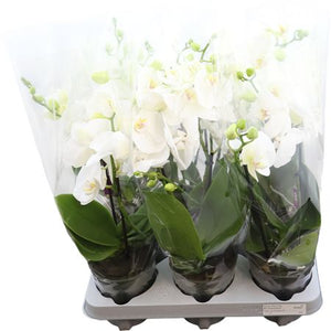 White Phalaenopsis Orchid – 2 Stem, 12cm Pot