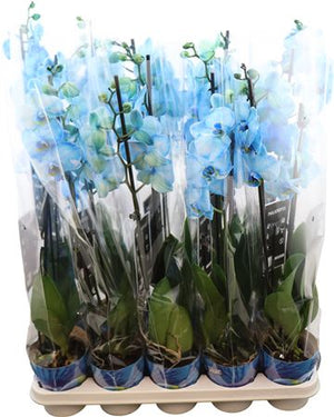 Blue Phalaenopsis Orchid – 2 Stem, 12cm Pot