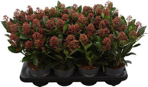 Skimmia japonica ‘Rubella’ – 13cm Pot, 40cm High