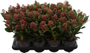 Skimmia japonica ‘Rubella’ – 13cm Pot, 40cm High