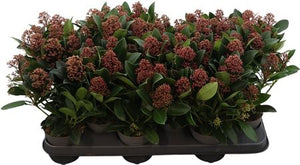 Skimmia Rubella – 10.5cm Pot, Approx. 33cm High
