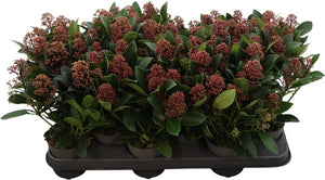 Skimmia Rubella – 10.5cm Pot, Approx. 33cm High