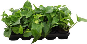 Golden Pothos (Epipremnum aureum) – 12cm Pot