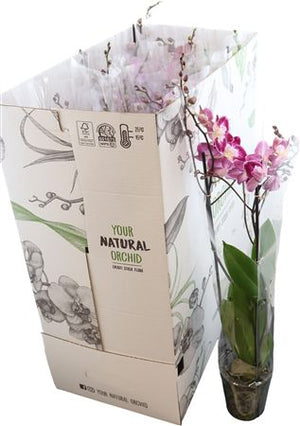 Mixed Phalaenopsis Orchid – 12cm Pot, 65cm Tall