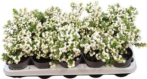 White Berry Gaultheria – 10.5cm Pot