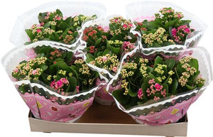 Mixed Kalanchoe Carnaval – 23cm Pot