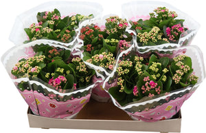 Mixed Kalanchoe Carnaval – 23cm Pot