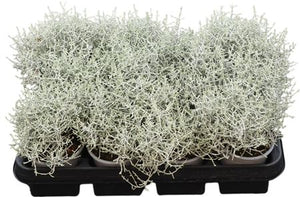 Cushion Bush (Leucophyta brownii) – 9cm Pot