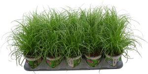 Cyperus Zumula Umbrella Grass – 12cm Pot