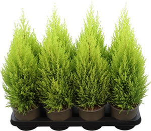 Goldcrest Monterey Cypress (Cupressus macrocarpa) – 14cm Pot