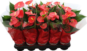 Red Anthurium Houseplant – 12cm Pot