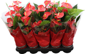 Red Anthurium (Anthurium andraeanum) – 12cm Pot
