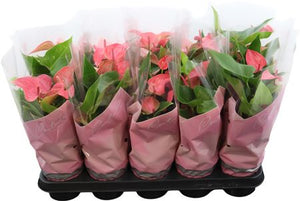 Pink Anthurium ‘Romantico’ – 12cm Pot